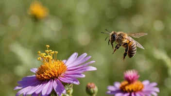 En bie som samler nektar fra en blomst.